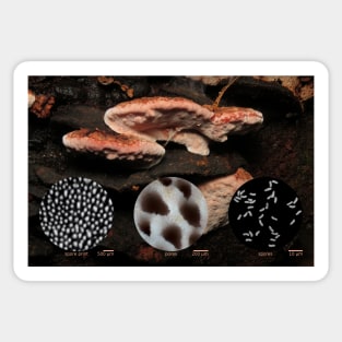 Rosy conk (Fomitopsis cajanderi) Sticker